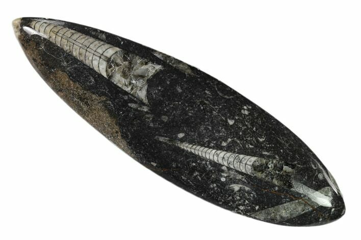 Polished Fossil Orthoceras (Cephalopod) - Morocco #138309